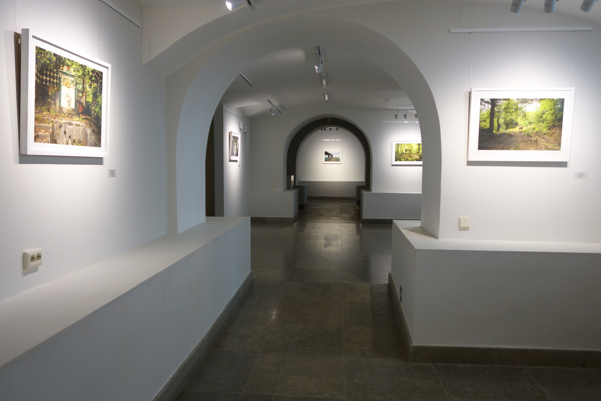 Exhibition «In the gap between the trees»
